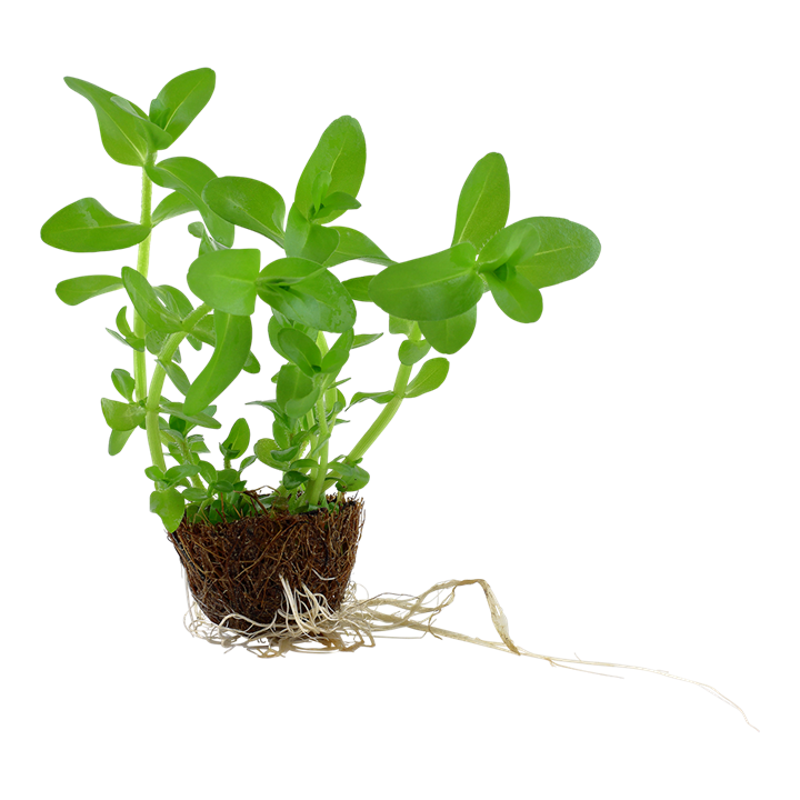 Tropica Pot mini Bacopa caroliniana 