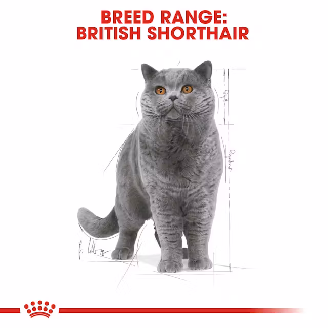 Royal Canin British Shorthair Adult 85g