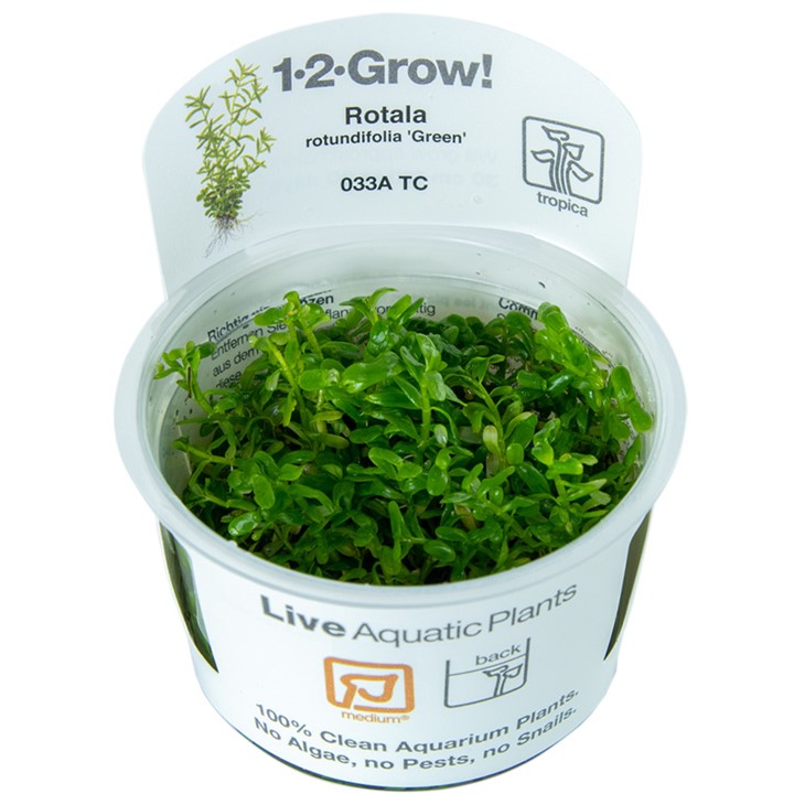 Tropica 1-2-Grow Rotala rotundifolia green