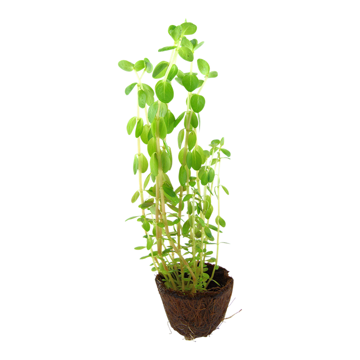 Tropica Pot mini Rotala rotundifolia