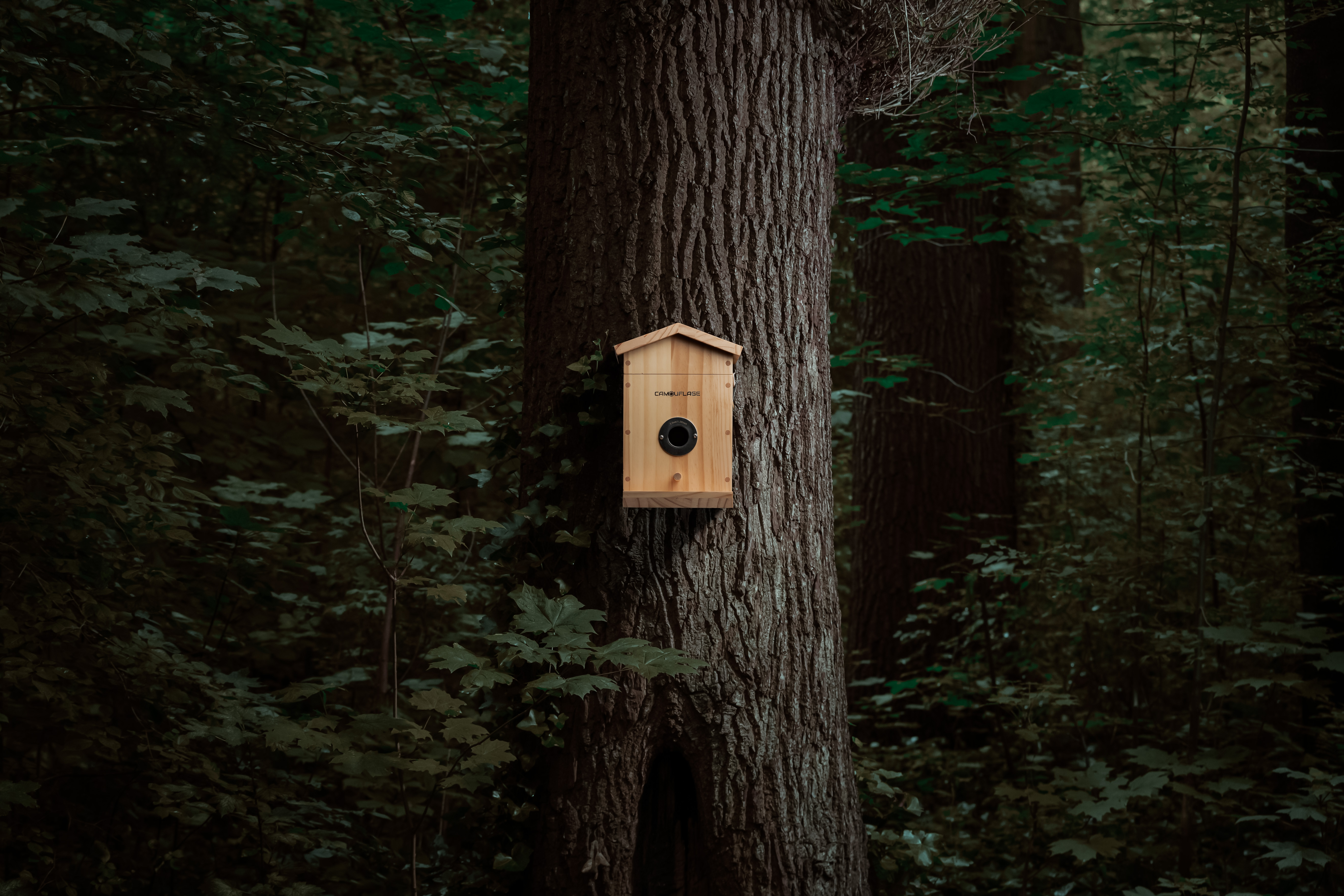 Camouflage EZ Nesteye / Vogelhaus mit Kamera