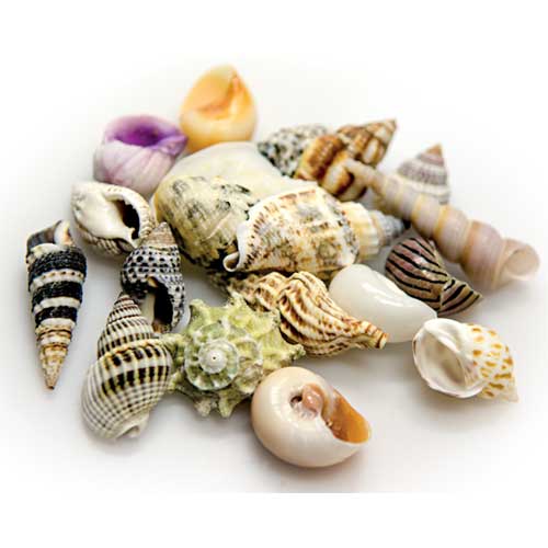 Aqua Sea Shells Set L 5Stk.