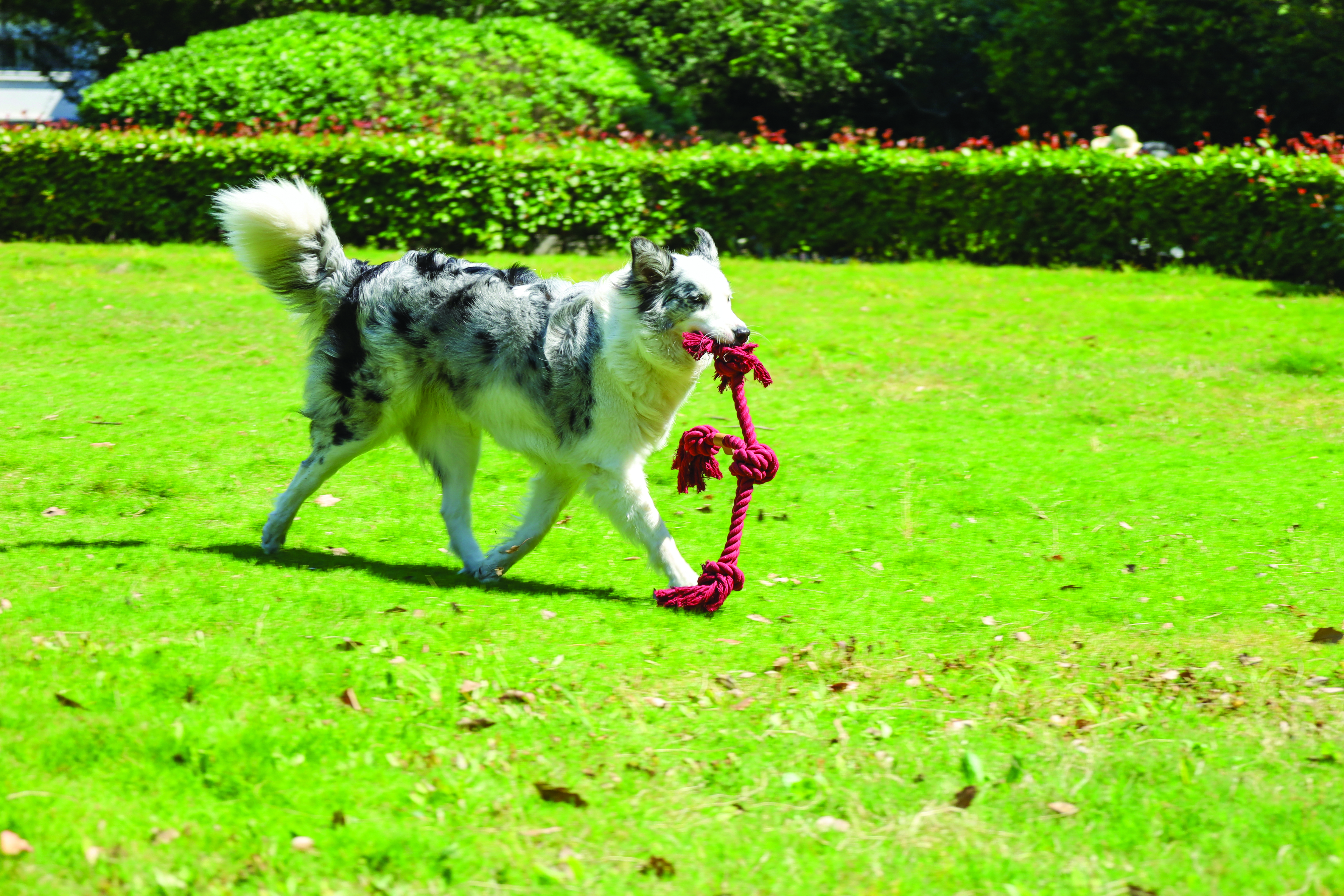 M-Pets Natur Baumwolle Spielzeug Kreuzknoten, 60cm