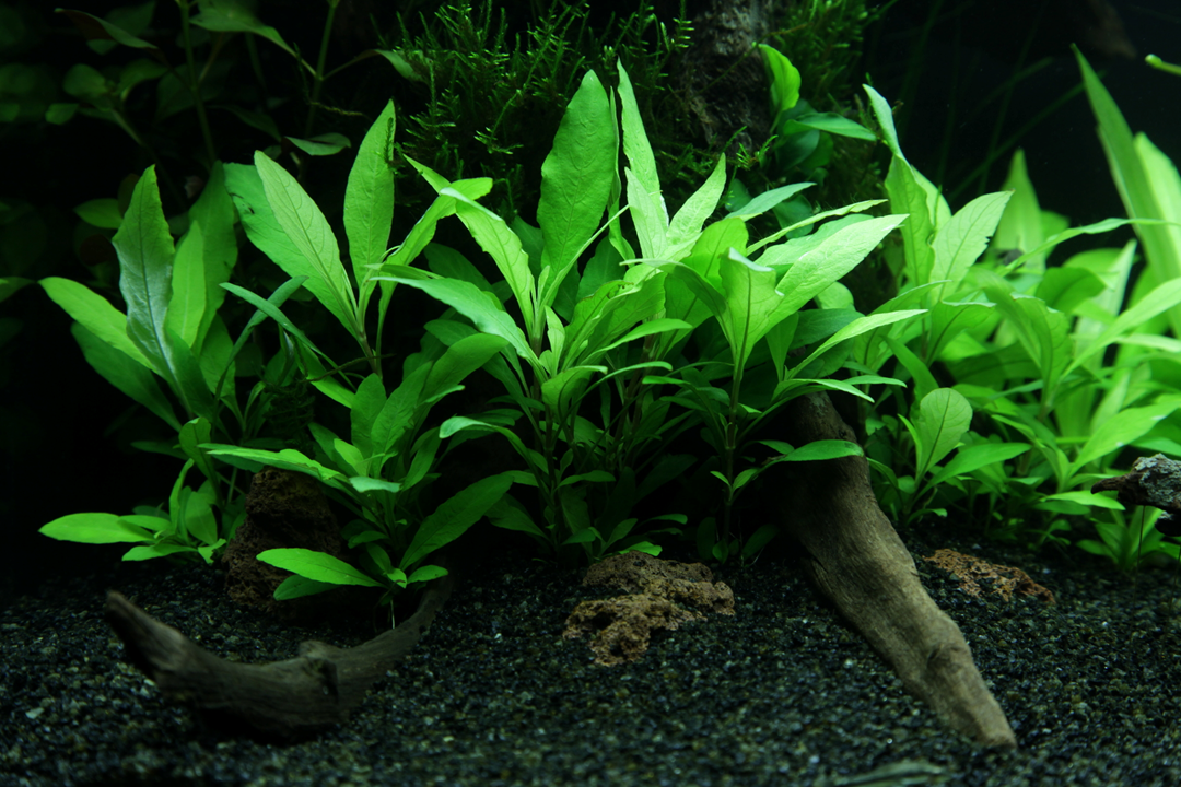 Tropica Pot Hygrophila corymbosa siamensis