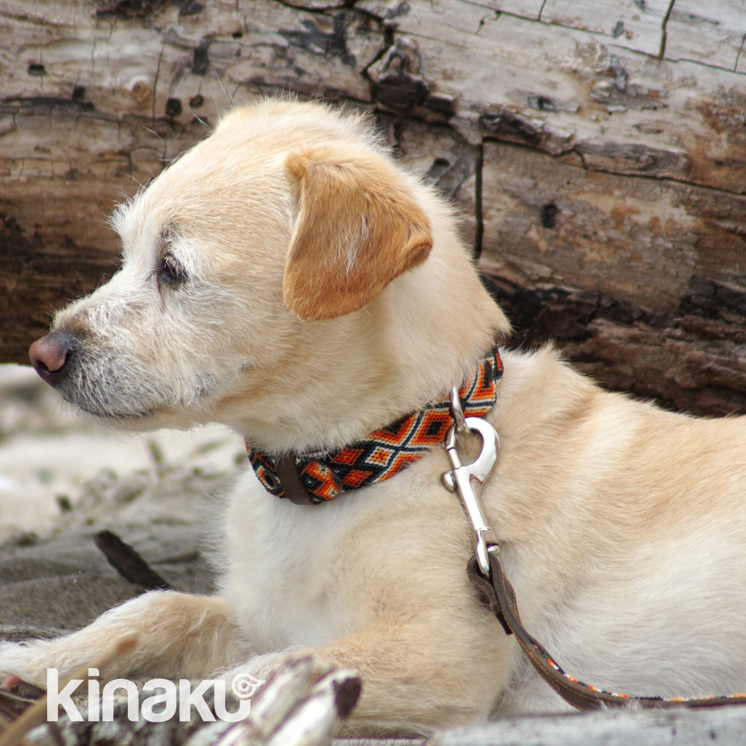 Kinakú Hundehalsband Bacalar XS, Braun-Orange-Oliv, 20g, 28x1.1cm