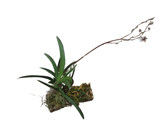 Echte Pflanzen auf Kork, Orchideen sowie Grüne