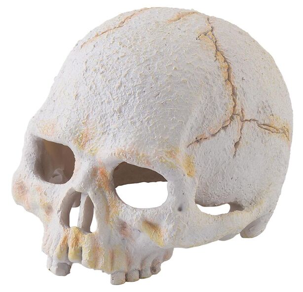 Primate Skull Dekor