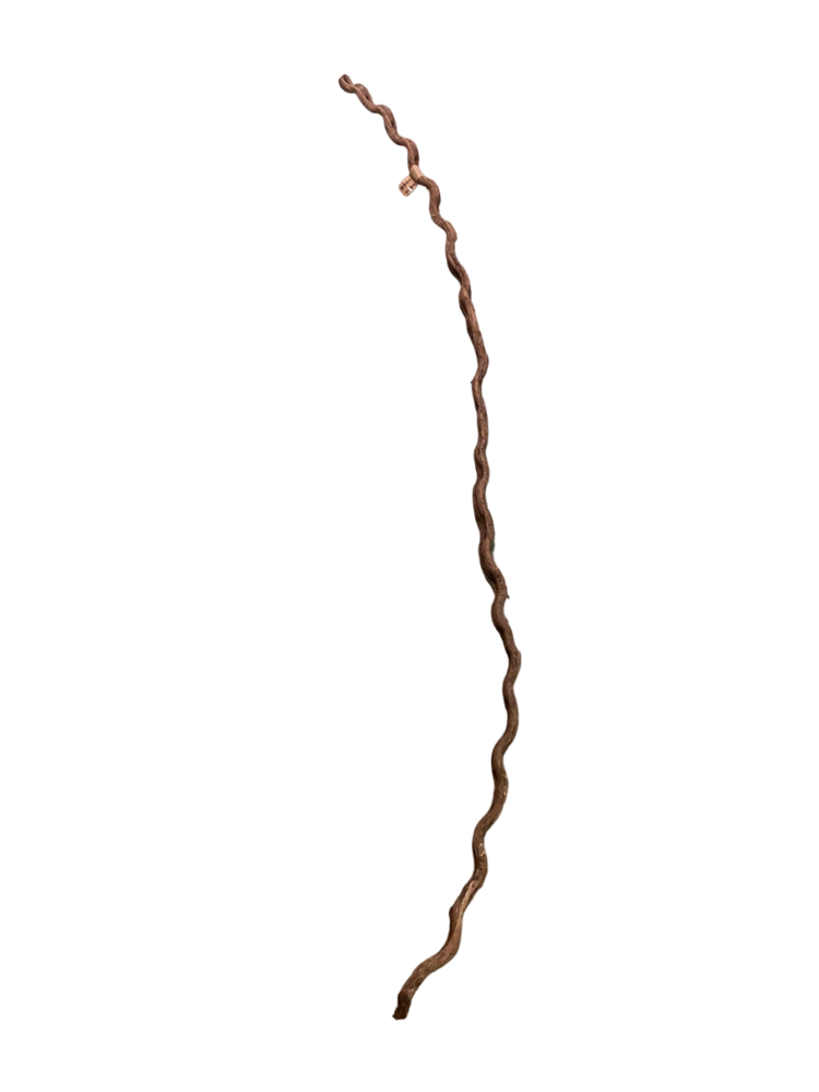 Liane Korkenzieher 2-4cm 2 Meter