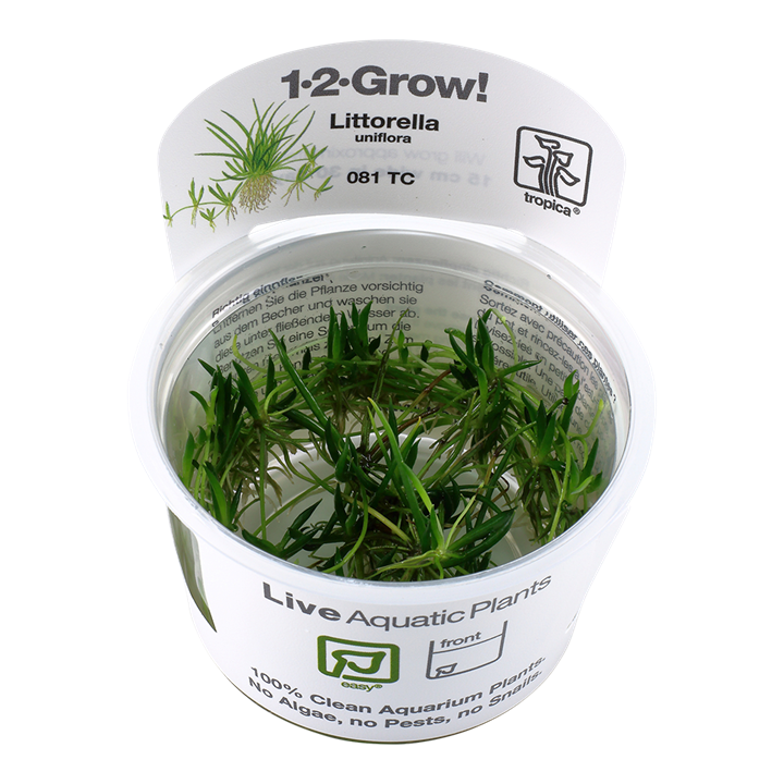 Tropica 1-2-Grow Littorella uniflora