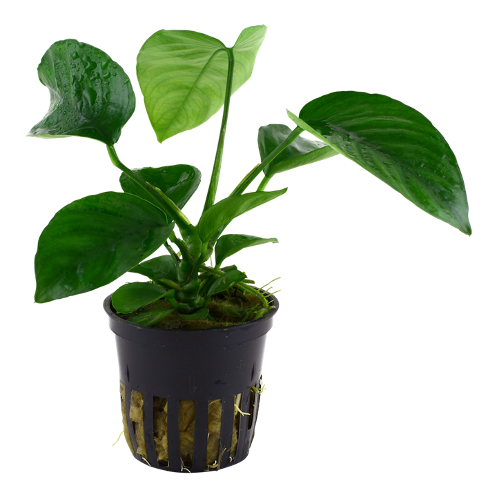 Tropica Pot Anubias barteri caladiifolia