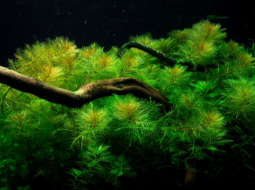 Tropica Myriophyllum mattogrossense