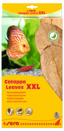 Catappa Leaves XXL