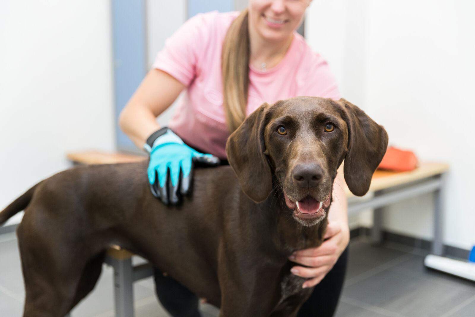 Trixie Fellpflege Handschuhe, 1 Paar, Nylon/Gummi, 16x23cm