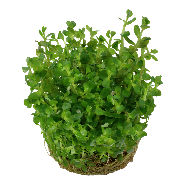 Tropica 1-2-Grow Rotala indica Bonsai