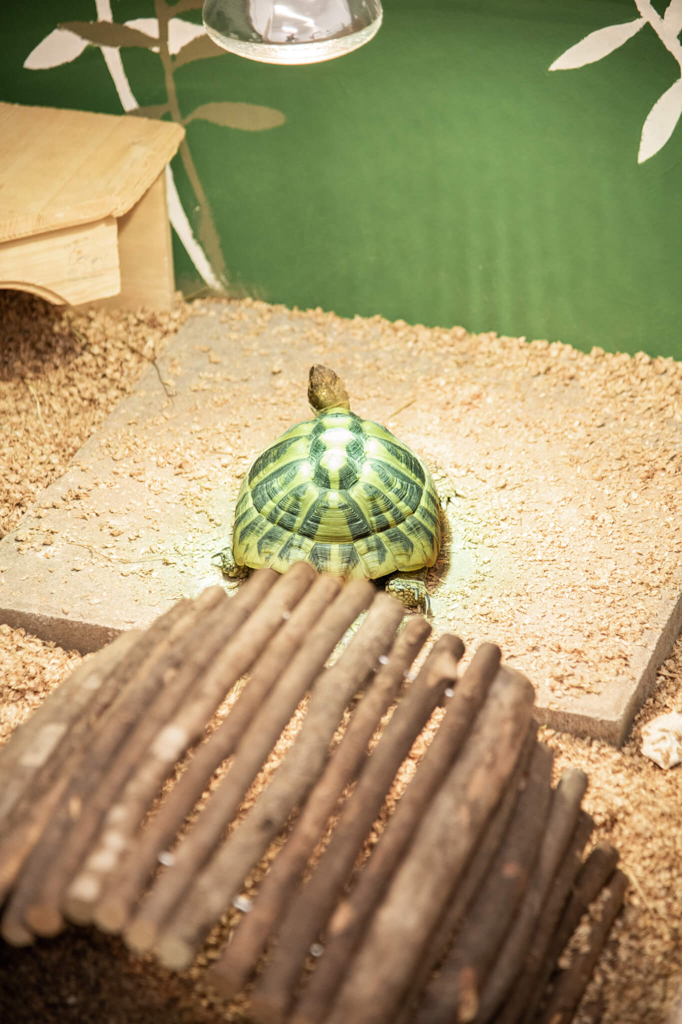 Tierpension Schildkröten