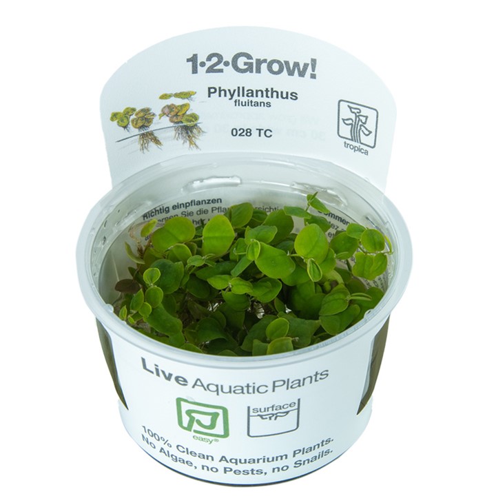 Tropica 1-2-Grow Phyllanthus fluitans