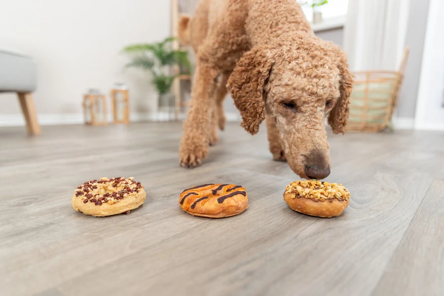 Trixie Hundesnack Donuts in Geschenkverpackung im 3er Set