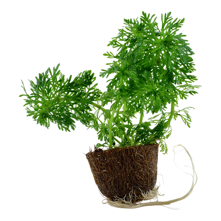 Tropica Pot mini Limnophila sessiliflora