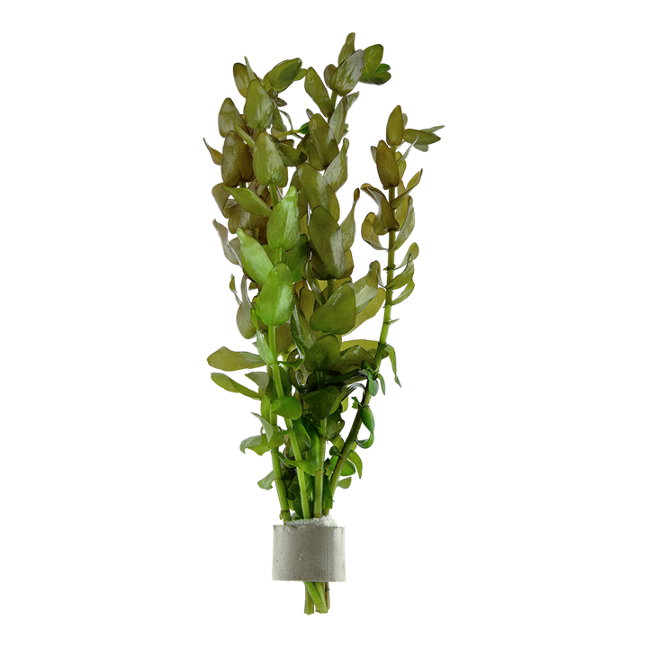 Tropica Bacopa caroliniana